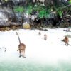 rang-island-phiphi-tour (7)